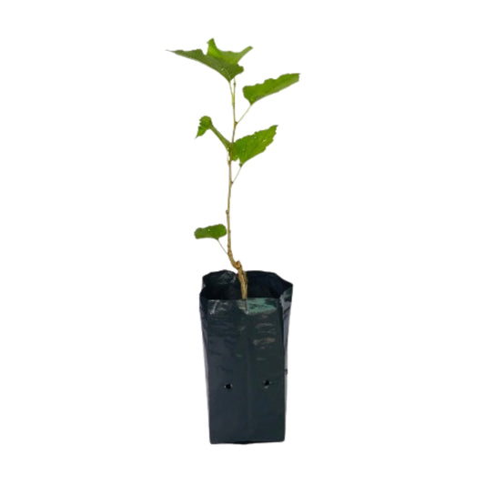 Thai Mulberry Fruit Plant