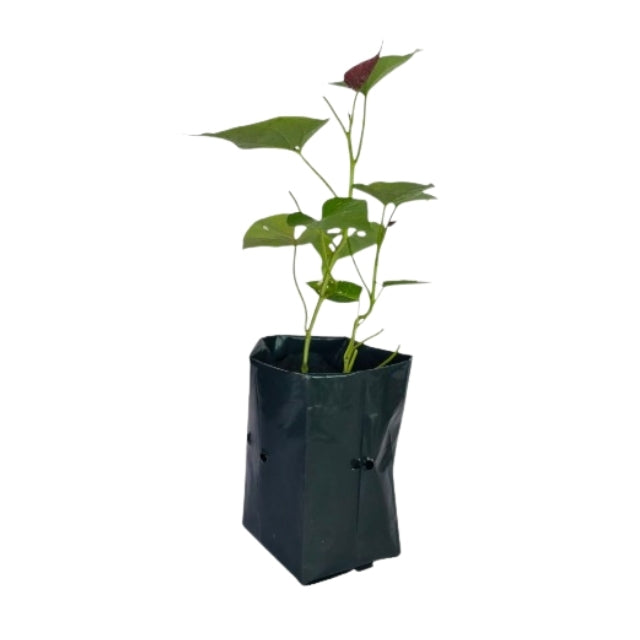Lakpura Bushy Sweet Potato Plant