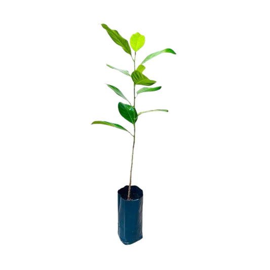 Lakpura Duriyan - Jackfruit Grafted Plant