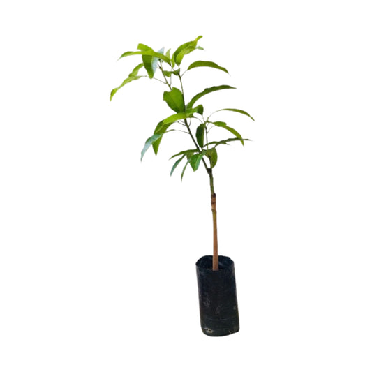 Lakpura Gira Mango Fruit Plant
