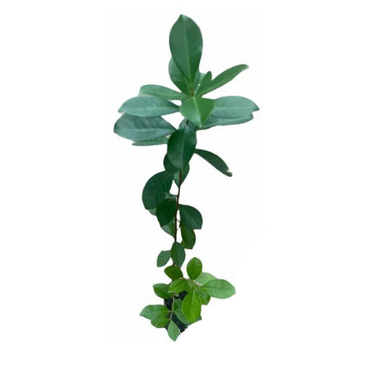 Lakpura Yellow Chinese Guava Fruit Plant