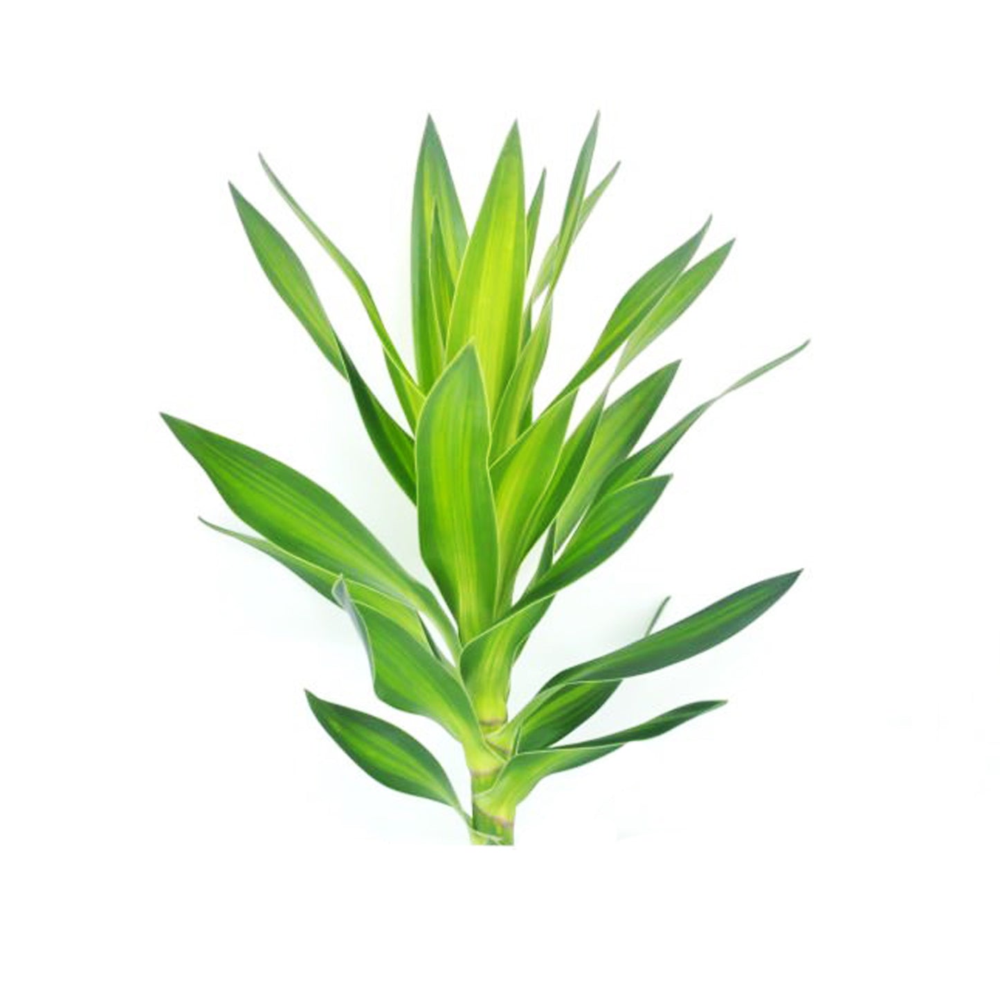 Lakpura Dracaena Reflexa 'зеленая' (50 листьев) средняя