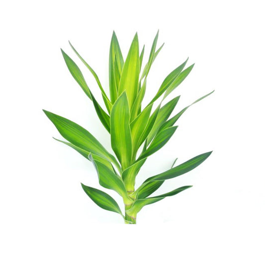 Lakpura Dracaena Reflexa 'зеленая' (50 листьев) средняя