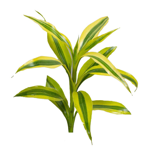 Лакпура драцена сандериана золотая (50 листьев) средняя