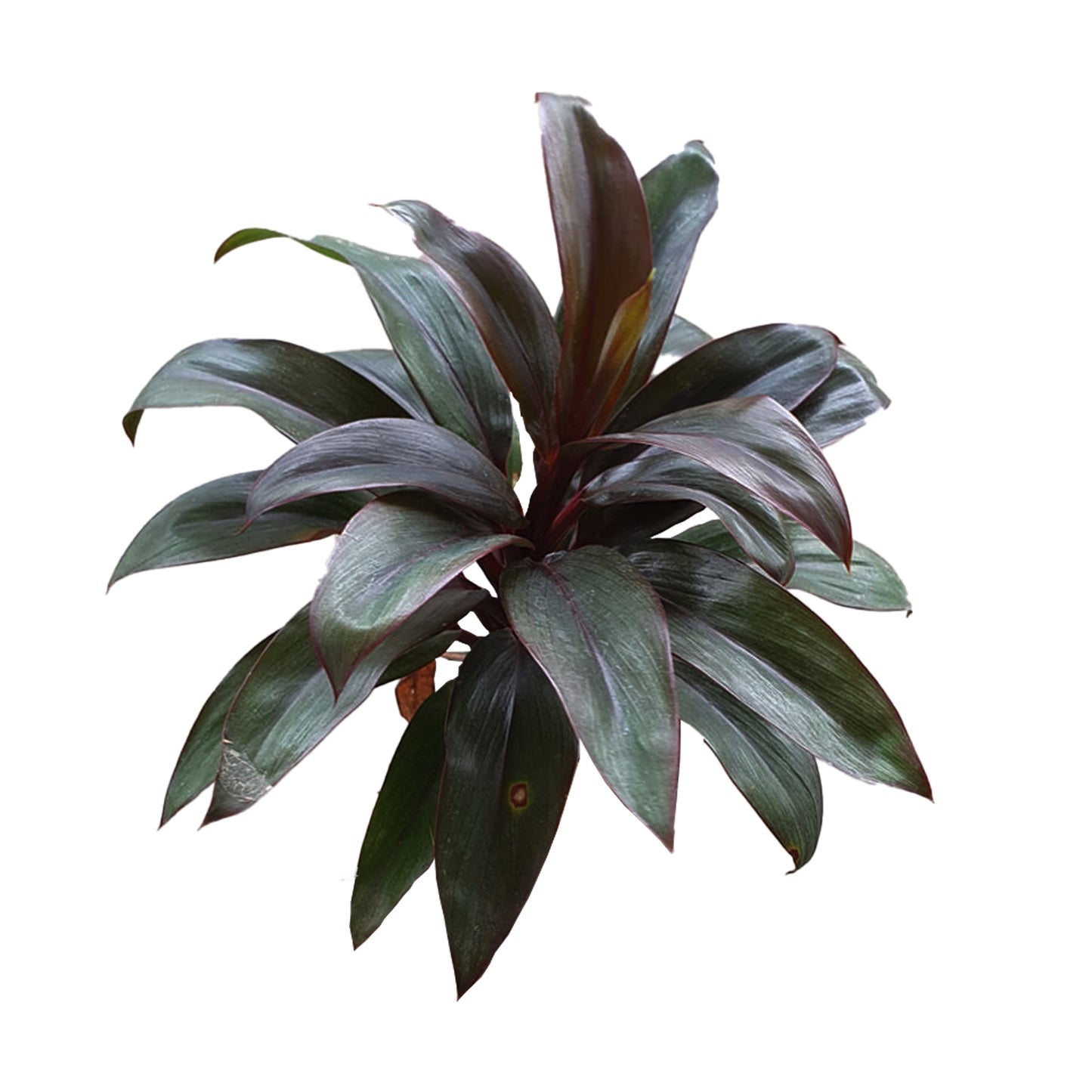 Lakpura Dracaena Purple Compacta (20 листьев) средняя