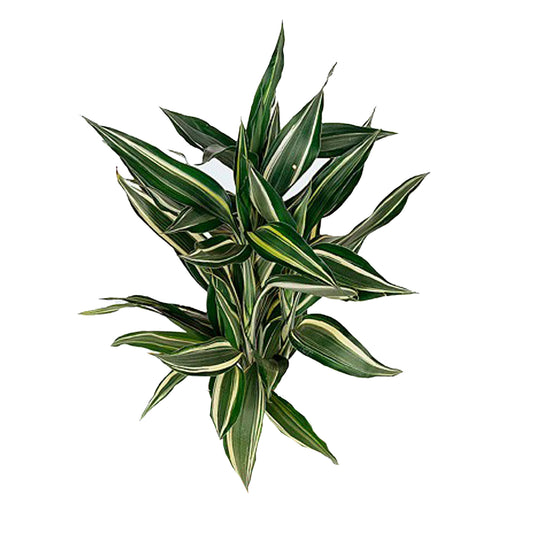 Лакпура Драцена Сандериана Виктори (50 листьев) средняя