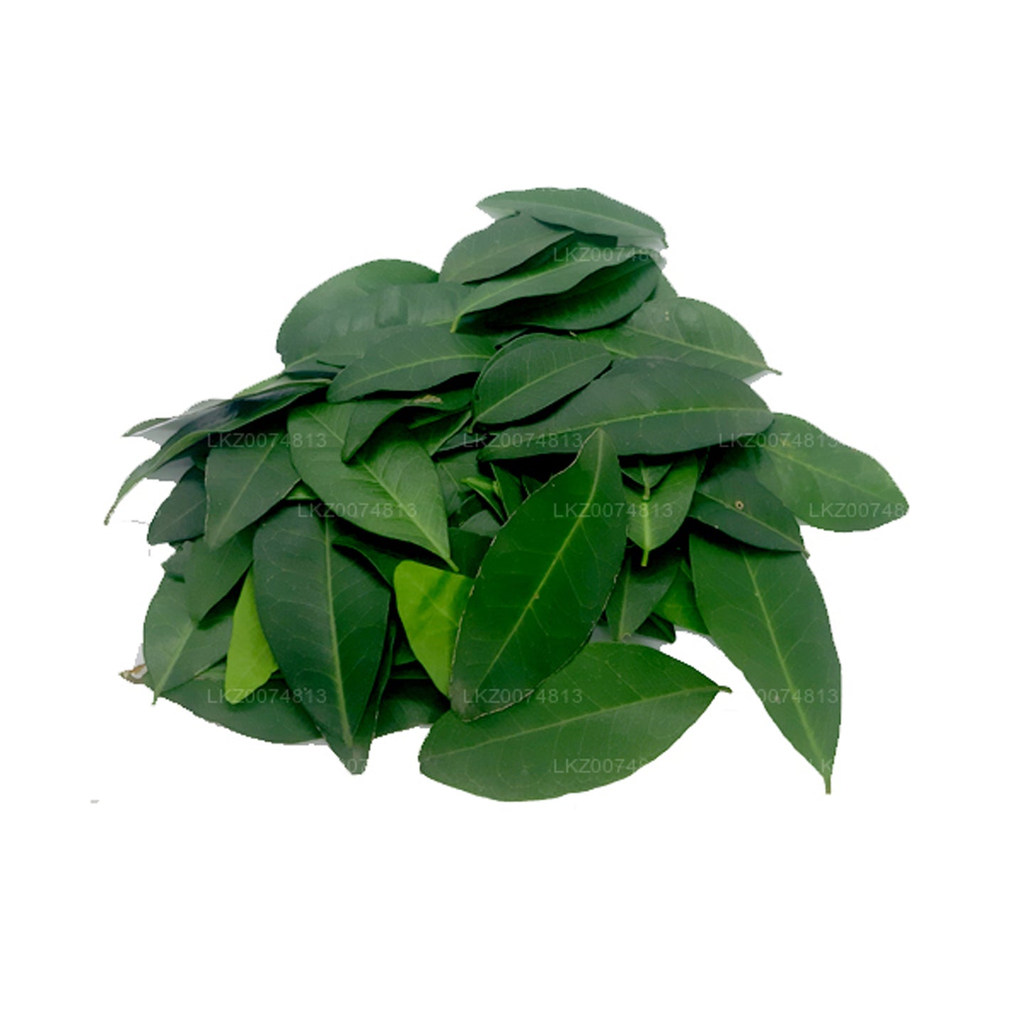 Лакпура Фреш Яки Наран (Аталантия Цейланика) 100 листьев