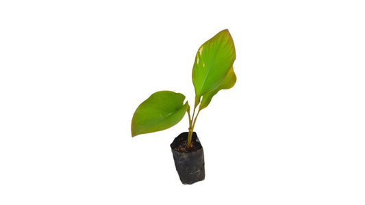 Lakpura Ambun Banana Plant
