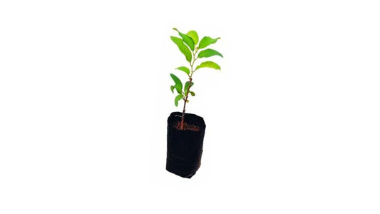 Lakpura Bangkok Custard Apple (Seeni Anodha) Plant