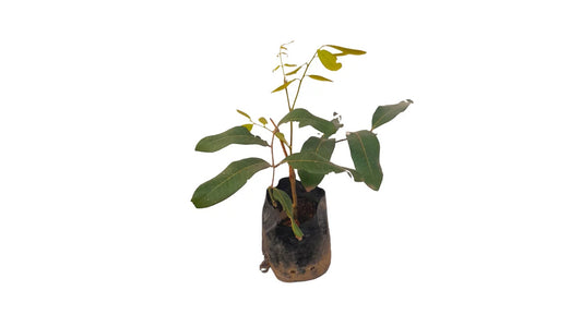 Lakpura Sweet longan (Pani Mora) Plant