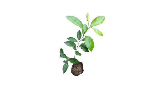 Lakpura Bibila Sweet Orange Plant