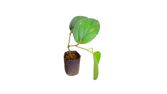 Lakpura Bushy Pepper Plant