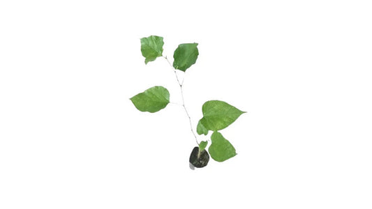 Lakpura Ceylon Mulberry Plant