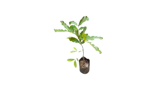 Lakpura Ceylon Oak (Kon Fruit) Plant
