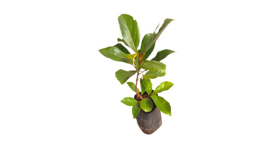 Lakpura Ceylon Olives (Weralu) Plant