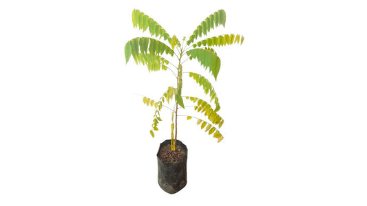 Lakpura Cucumber tree (Bilin) Plant