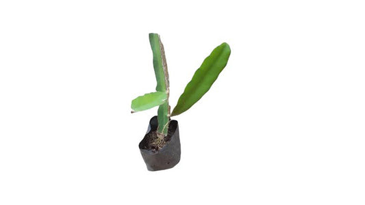 Lakpura Dragon Fruit (White) Layered Plant