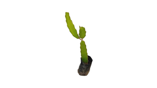 Lakpura Dragon Fruit (Red) Layered Plant