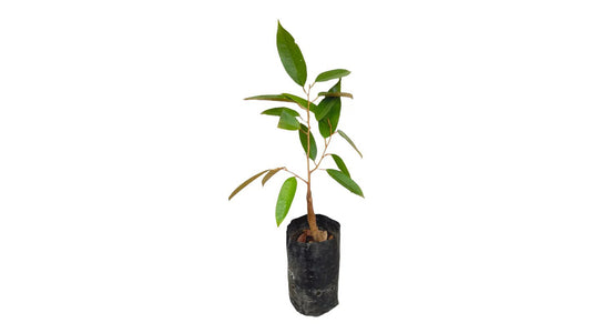 Lakpura Durian (Kasun) Layered Plant