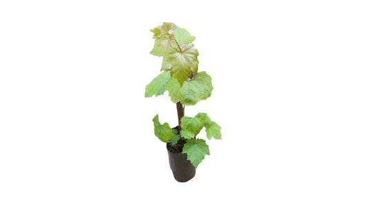 Lakpura Israel Black Grapes Plant