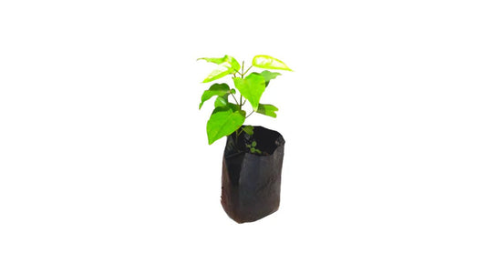 Lakpura Kiri Anguna Plant