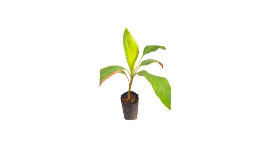 Lakpura Kolikuttu Banana Plant