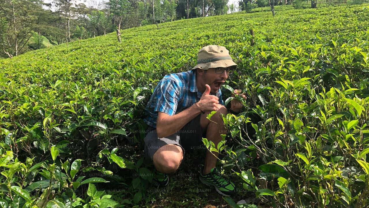 Чайный тур по Цейлону (10 дней)