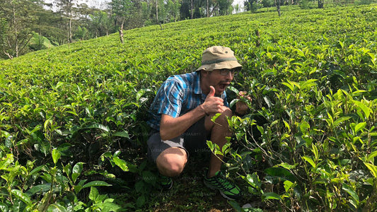 Чайный тур по Цейлону (10 дней)