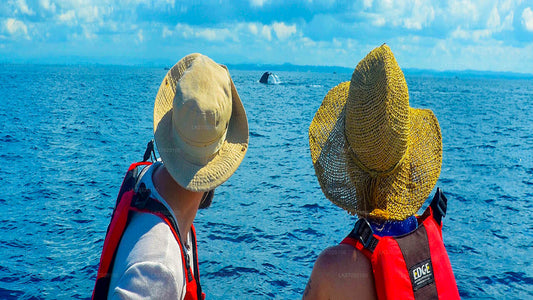 Тур на лодке с наблюдением за китами из Ахунгалы