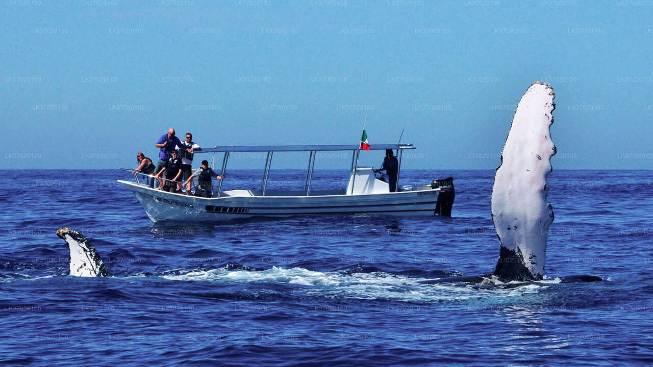 Тур на лодке с наблюдением за китами из Ахунгалы