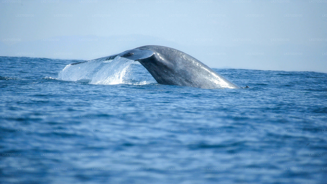 Групповой тур на лодке с наблюдением за китами из Бентоты