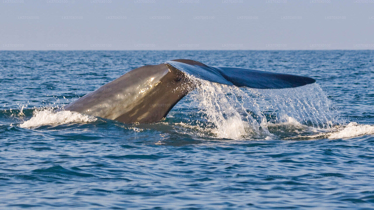 Экскурсия на лодке с наблюдением за китами из Хиккадувы