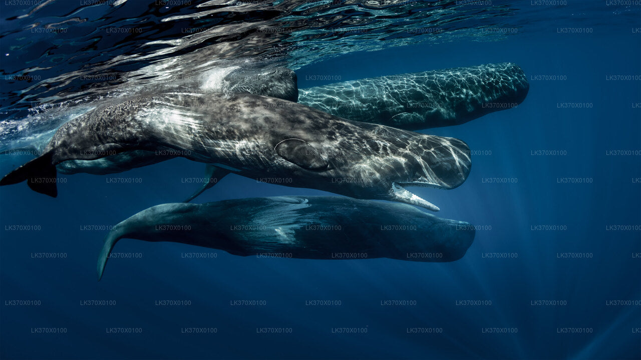 Экскурсия на лодке с наблюдением за китами из Хиккадувы