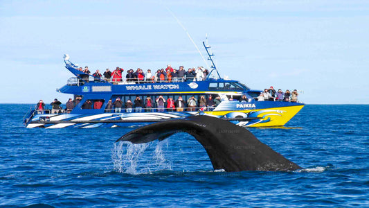 Тур на лодке с наблюдением за китами из Калпитии