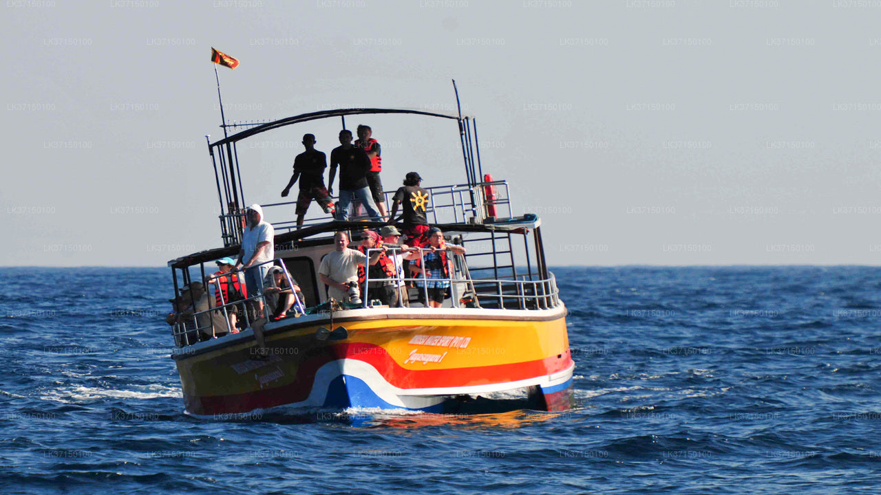 Тур на лодке с наблюдением за китами из Калпитии