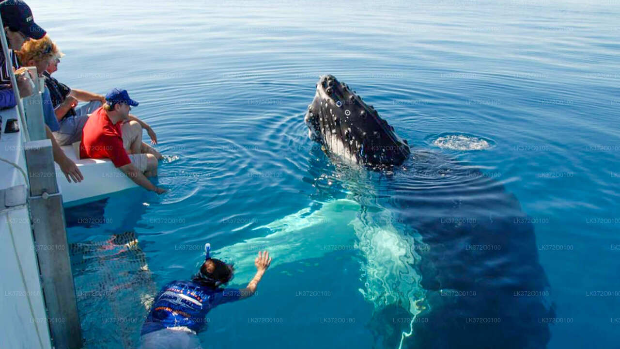 Экскурсия на лодке с наблюдением за китами в Мириссе