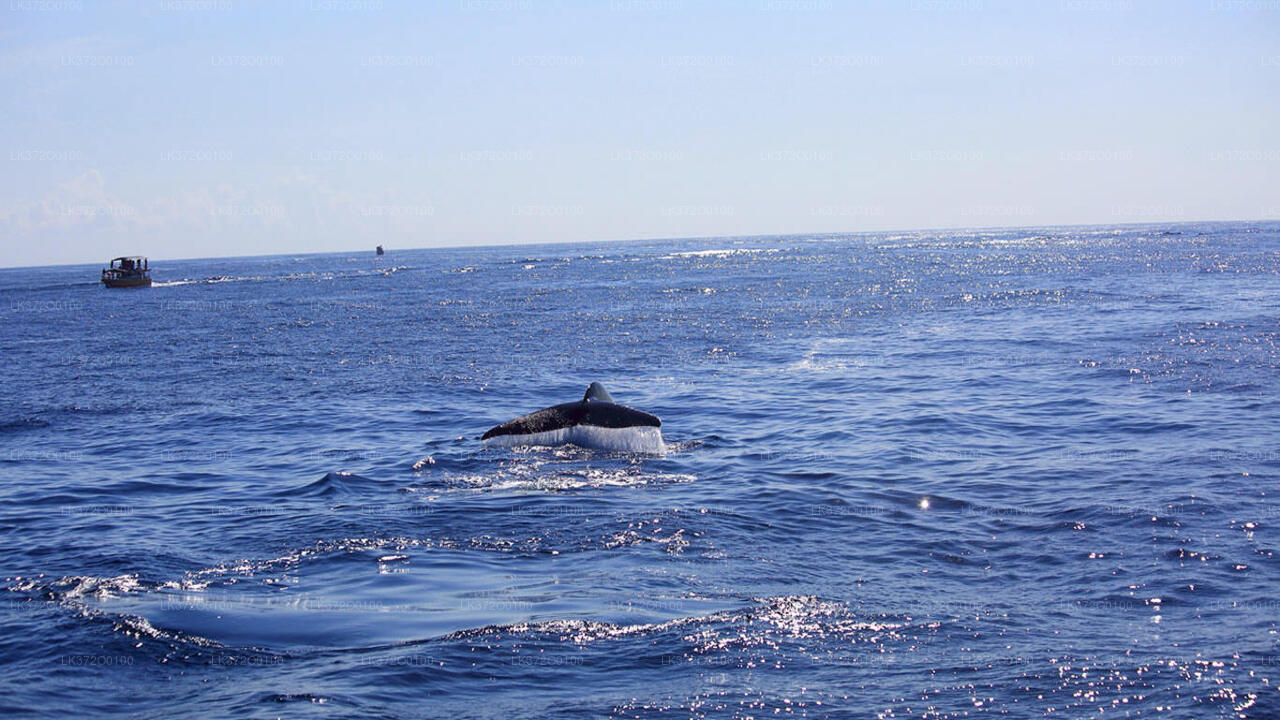 Экскурсия на лодке с наблюдением за китами в Мириссе
