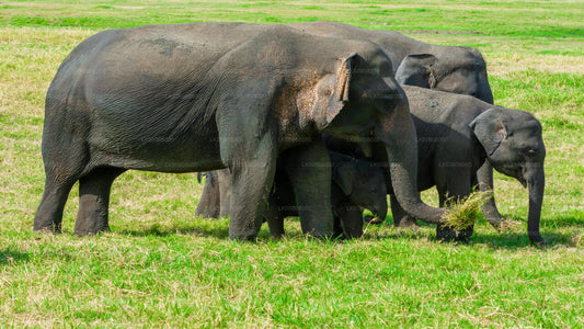 Частное сафари по сбору великих слонов из Миннерии