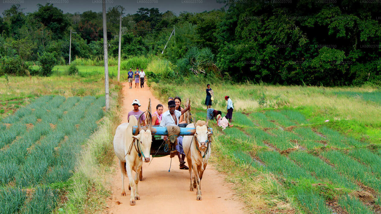 Тур по деревенской жизни из Канди