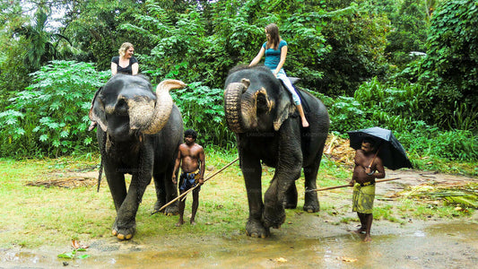Посещение Фонда «Слоны тысячелетия» из аэропорта Коломбо