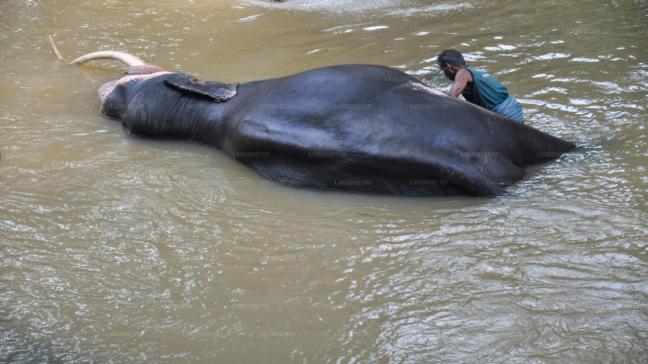 Экскурсия по Канди и посещение Фонда слонов тысячелетия из Коломбо
