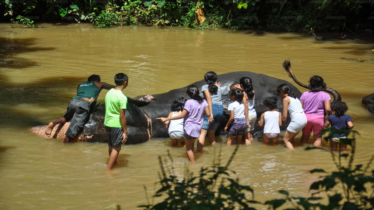 Экскурсия по Канди и посещение Фонда слонов тысячелетия из Коломбо