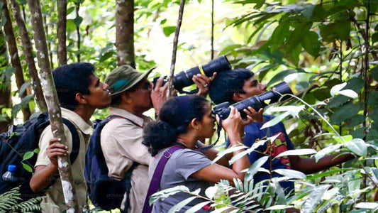 Наблюдение за птицами из тропического леса Синхараджа
