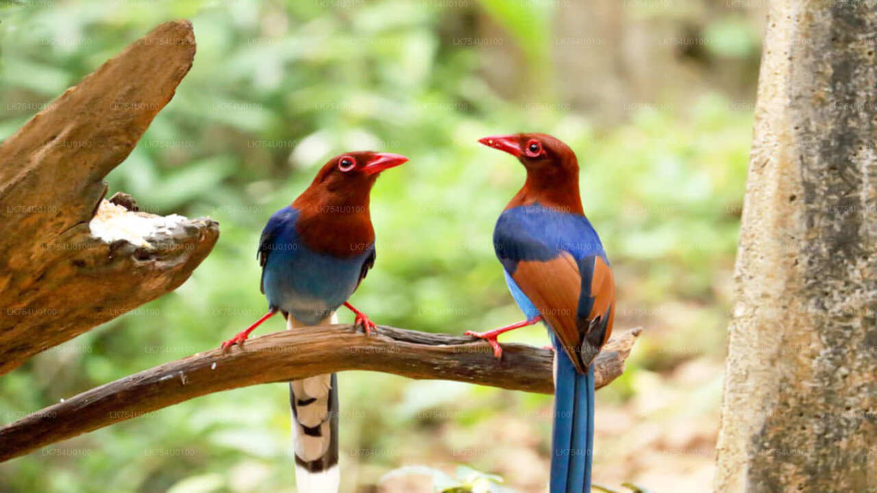 Наблюдение за птицами из тропического леса Синхараджа