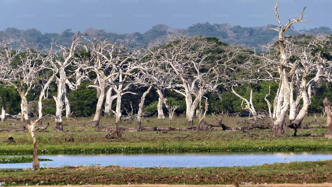 Сафари по наблюдению за птицами в национальном парке Кумана