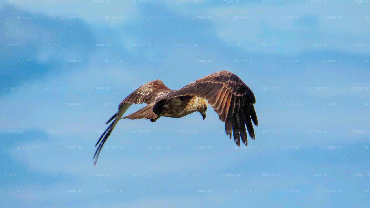 Наблюдение за птицами в водно-болотных угодьях Талангама с горы Лавиния