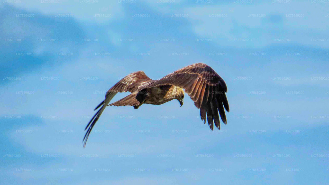 Наблюдение за птицами на болоте Мутураджавела с горы Лавиния