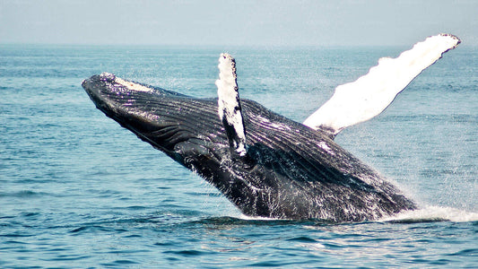 7 Hour Shared Whale Watching Cruise From Mirissa