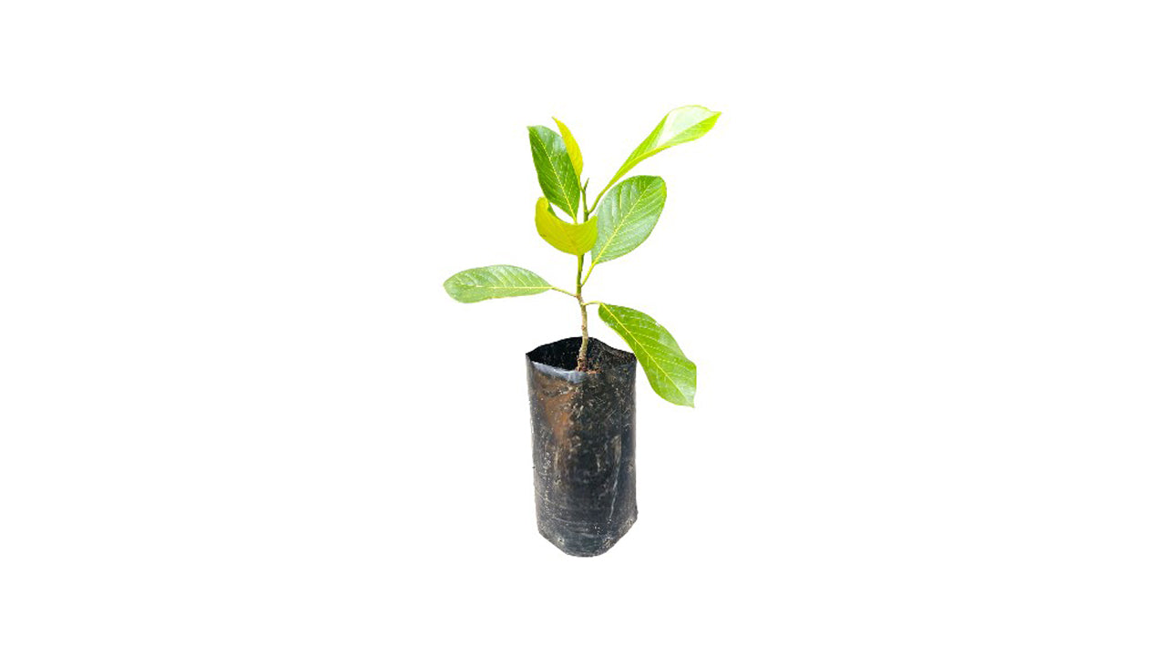 Lakpura Malaysian Seedless Jackfruit Plant