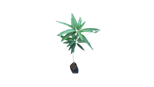 Lakpura Wellakolomban Mango Plant